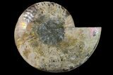 Cut & Polished Ammonite Fossil (Half) - Crystal Chambers #162324-1